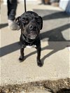 adoptable Dog in evansville, IN named Allatoona