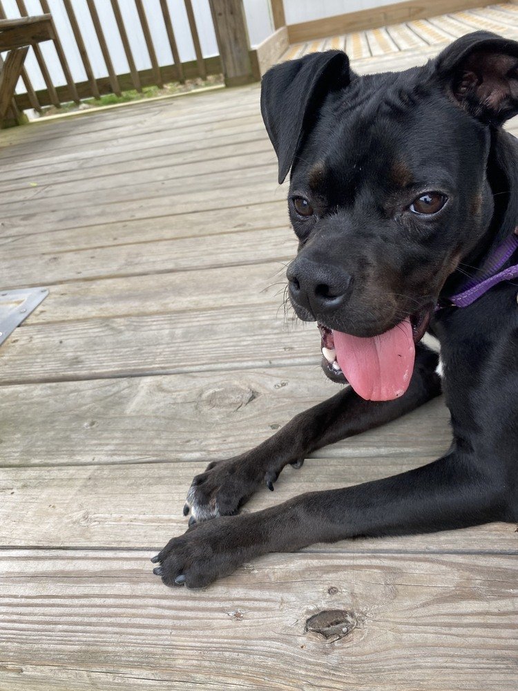 adoptable Dog in Evansville, IN named Allatoona