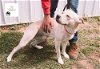 adoptable Dog in evansville, IL named Kyng
