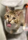 adoptable Cat in evansville, IL named Merle
