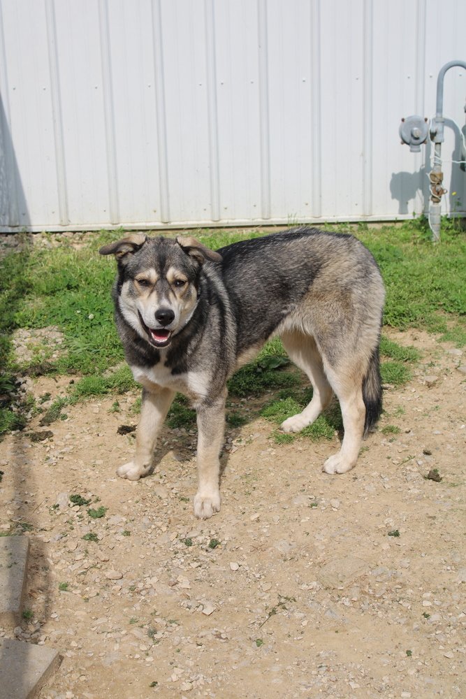 adoptable Dog in Evansville, IN named Temper Lou