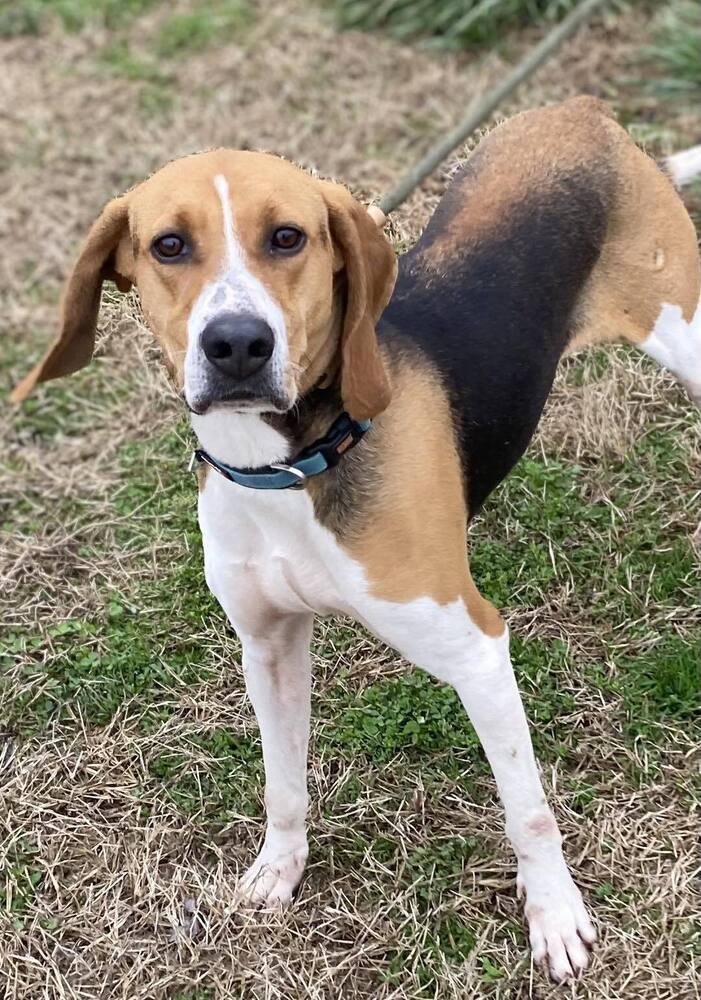 adoptable Dog in Evansville, IN named Daffodil