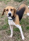 adoptable Dog in evansville, IL named Daffodil