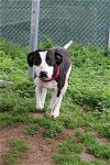 adoptable Dog in evansville, IN named Benji
