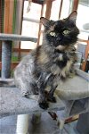 adoptable Cat in evansville, IN named Vada