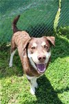adoptable Dog in evansville, IN named Keith
