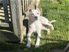 adoptable Dog in evansville, IL named Lara Jean
