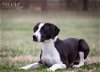 adoptable Dog in evansville, IN named Bernie
