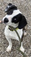 adoptable Dog in evansville, IN named Minnie