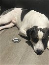 adoptable Dog in evansville, IN named Itachi