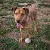 adoptable Dog in evansville, IN named Billie