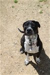 adoptable Dog in evansville, IL named Juliette