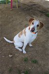 adoptable Dog in evansville, IN named Cody