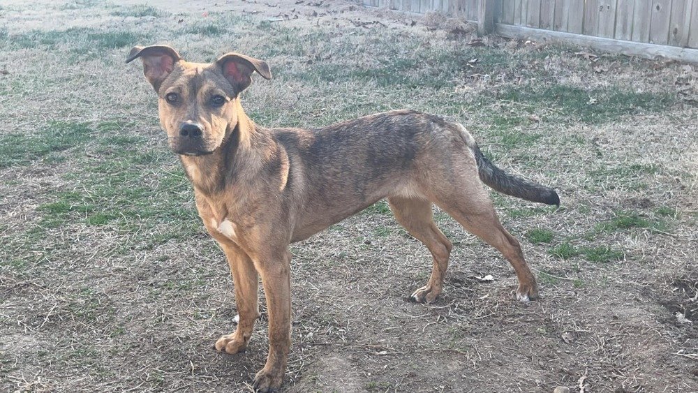 adoptable Dog in Evansville, IN named Mandy