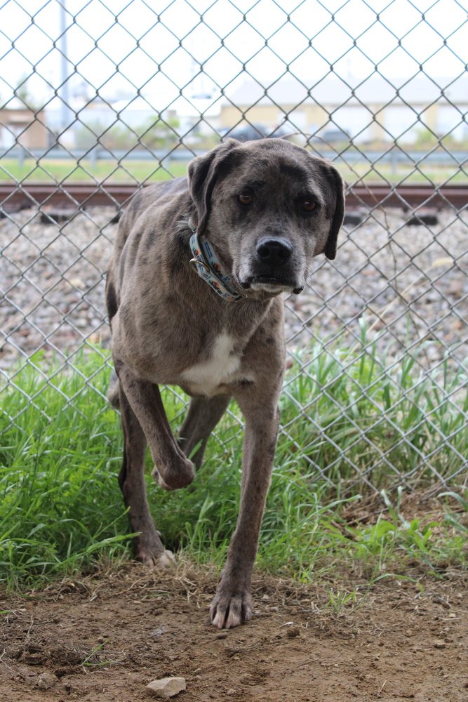 adoptable Dog in Evansville, IN named Rapala