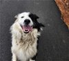 adoptable Dog in evansville, IN named Trumpet
