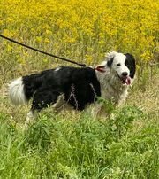 adoptable Dog in Evansville, IN named Trumpet