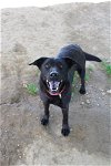 adoptable Dog in evansville, IL named Nakita