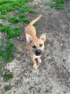 adoptable Dog in evansville, IL named Janelle