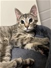 adoptable Cat in evansville, IL named Sparkler