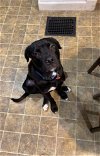 adoptable Dog in evansville, IN named Bandit