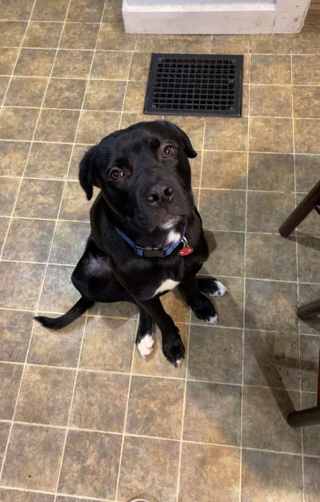 adoptable Dog in Evansville, IN named Bandit