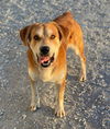 adoptable Dog in  named Maksim