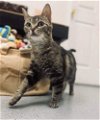 adoptable Cat in evansville, IL named Emily