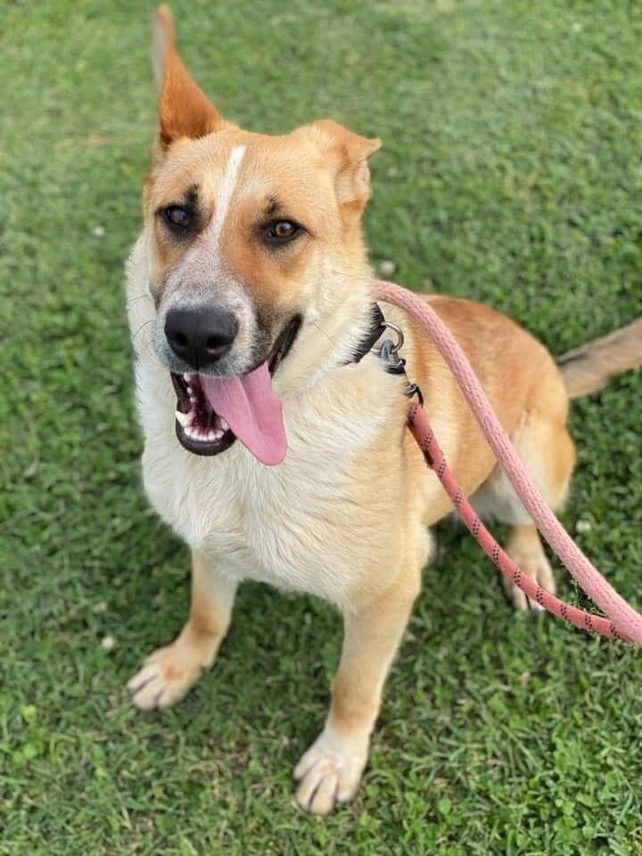 adoptable Dog in Evansville, IN named Georgia