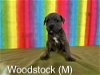 adoptable Dog in , IN named Woodstock