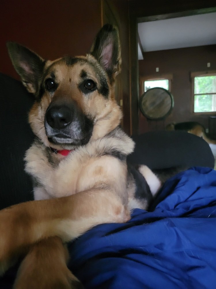 adoptable Dog in Evansville, IN named Renny