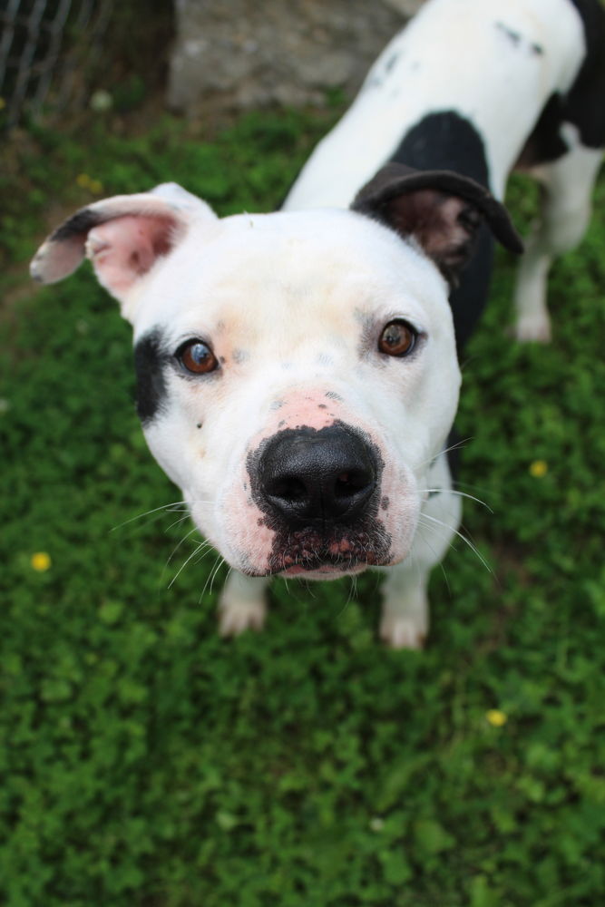 adoptable Dog in Evansville, IN named Chance