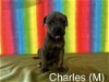 adoptable Dog in evansville, IN named Charles