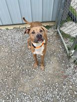 adoptable Dog in Evansville, IN named Jax