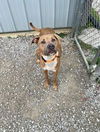 adoptable Dog in Evansville, IN named Jax