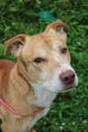 adoptable Dog in Evansville, IN named Mello