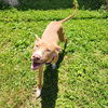 adoptable Dog in Evansville, IN named Cooper