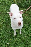 adoptable Dog in evansville, IN named Opal