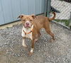 adoptable Dog in Evansville, IN named Gunner