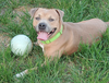 adoptable Dog in Evansville, IN named Escrow