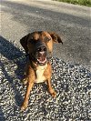 adoptable Dog in evansville, IN named Ranger Boy
