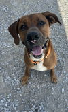 adoptable Dog in Evansville, IN named Ranger Boy