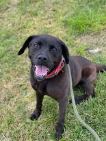 adoptable Dog in Evansville, IN named Zayda