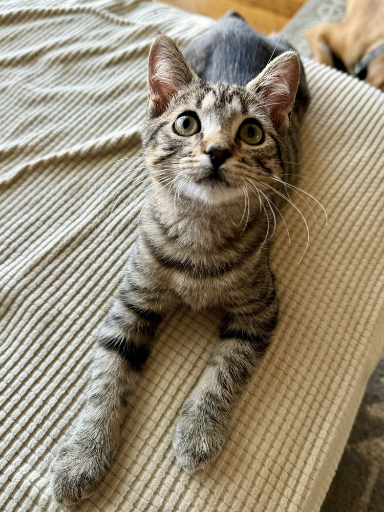 adoptable Cat in Evansville, IN named Anchor