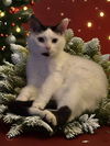 adoptable Cat in evansville, IN named Willy Wonky