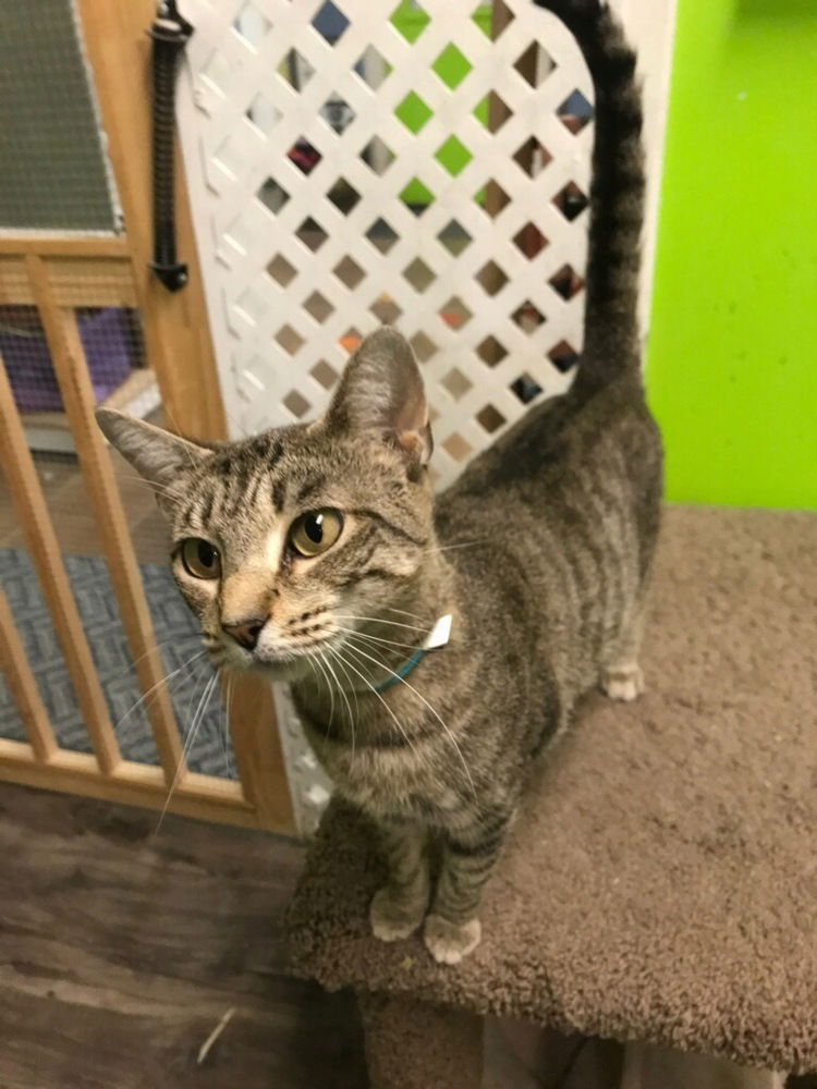 adoptable Cat in Evansville, IN named Zara