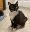 adoptable Cat in Evansville, IN named Mixie