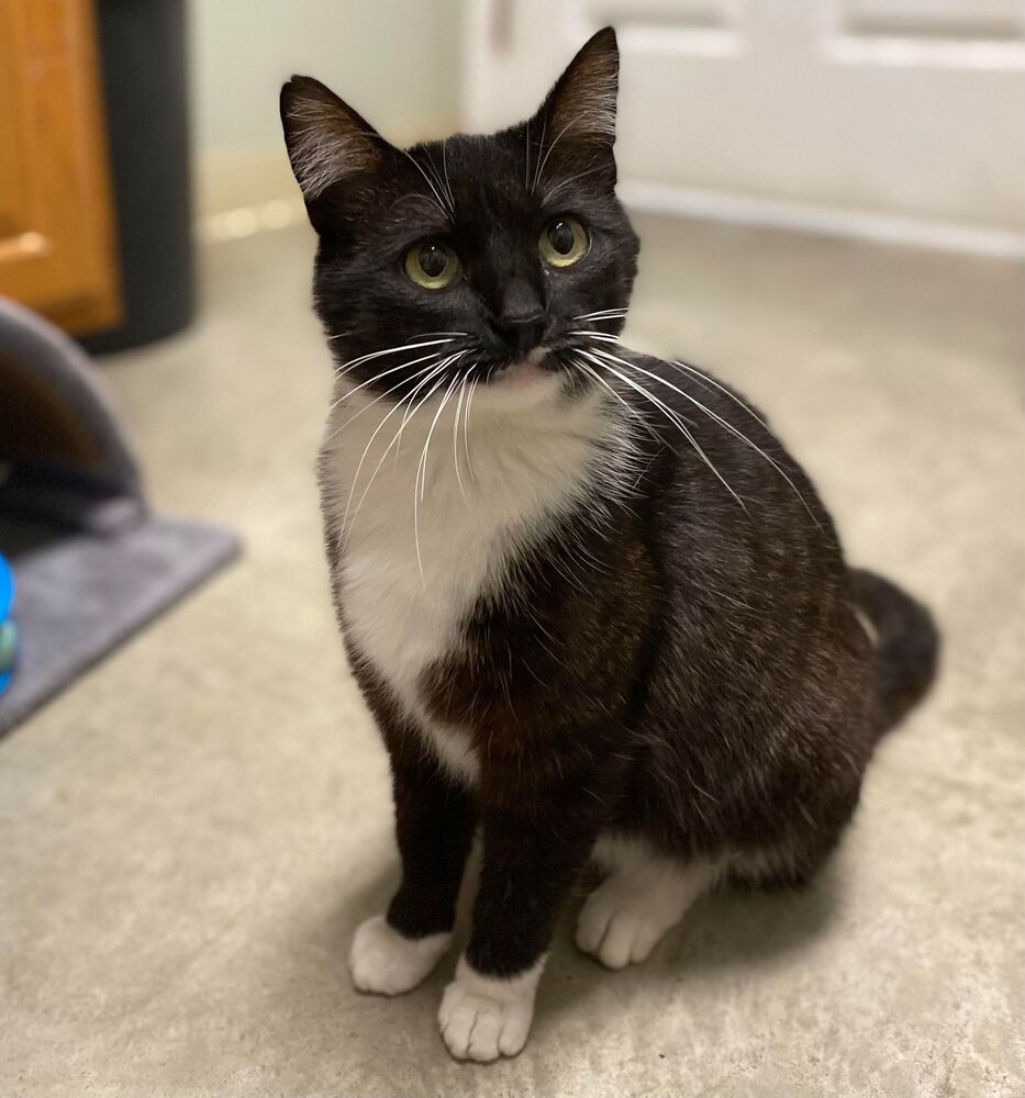 adoptable Cat in Evansville, IN named Mixie