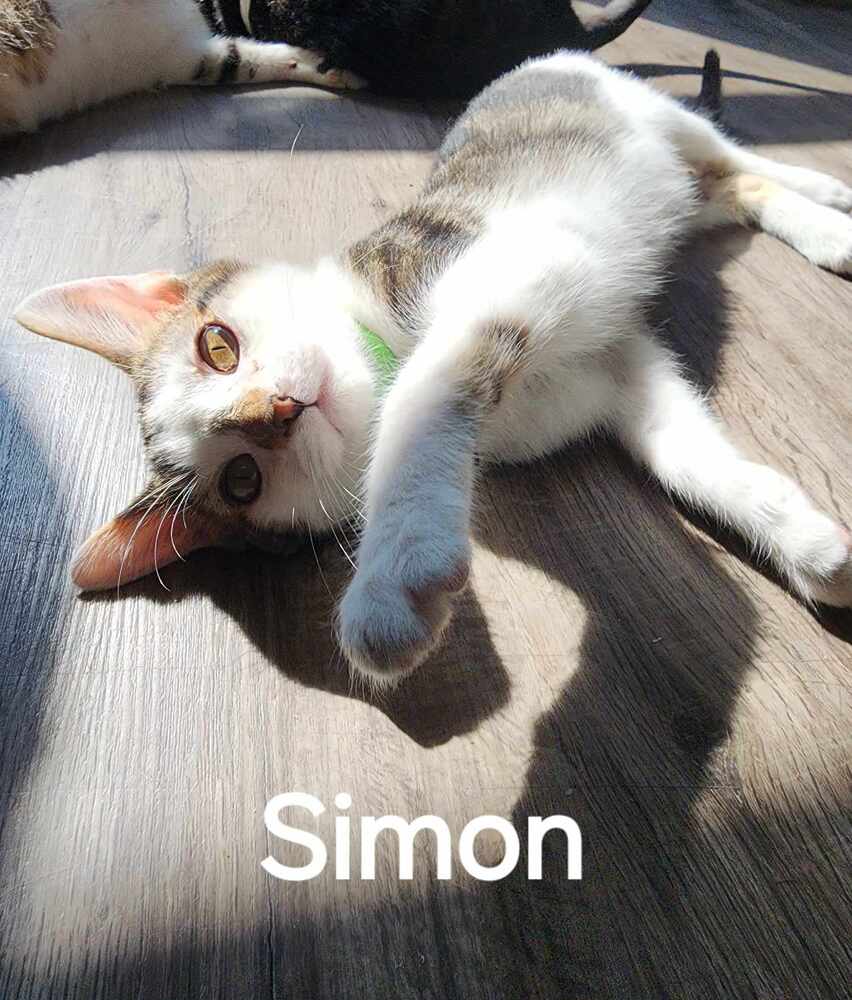 adoptable Cat in Evansville, IN named Simon