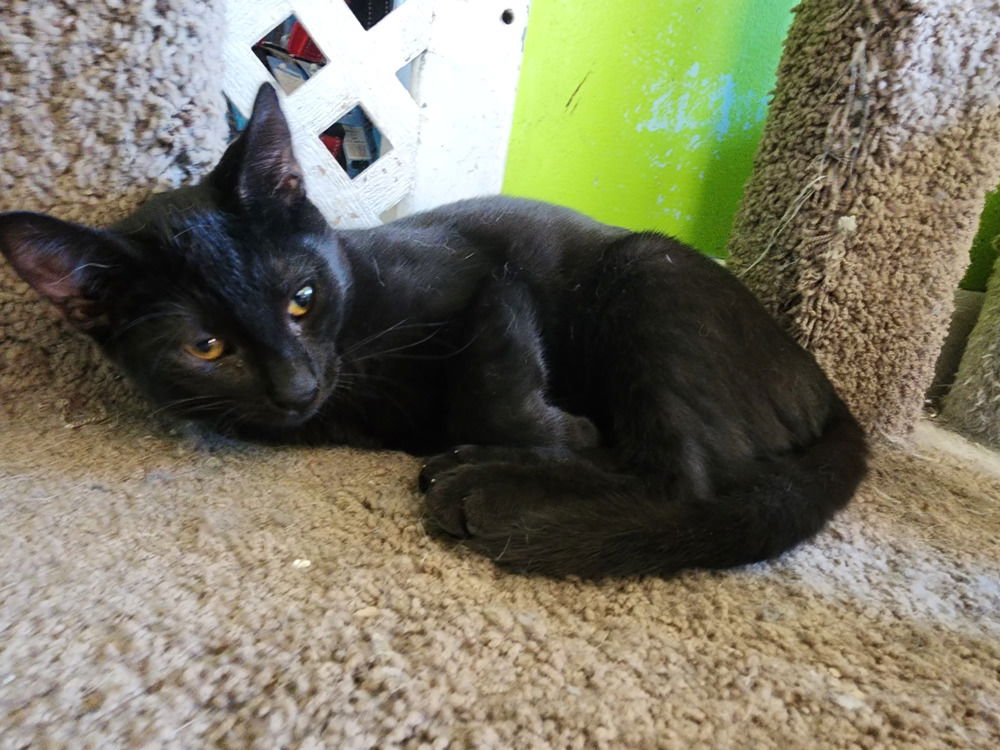 adoptable Cat in Evansville, IN named Orsino